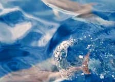 Taormina: Sunset Dolphin Tour + Aperitif