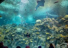 Seattle Aquarium: Entry Ticket