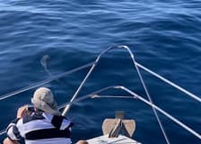 Fuerteventura: 1.5-Hr Dolphin Watching Cruise + Hotel Pickup
