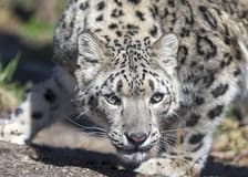 Central Park Zoo Tickets
