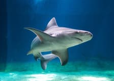 Sea Pass: Aquarium of Genoa & Galata Museum Entry Ticket + Harbor Boat Tour