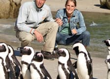 Boulders Beach & Cape Point: Half-Day Tour
