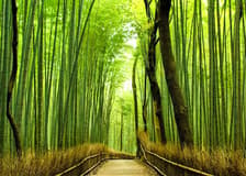 Kyoto Heritage Guided Tour: Arashiyama, Fushimi Inari & Kiyomizu-dera on Luxury Coach with Optional Lunch