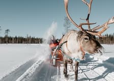 Reindeer Farm: Guided Tour + Transfer