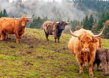From Edinburgh: Loch Lomond, Stirling Castle & Kelpies Day Trip