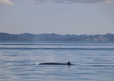 Half-Day Whale and Dolphin Safari Cruise from Auckland