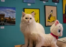 Cat Museum Budapest: Entry Ticket + Audio Guide