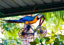 Dubai Dolphinarium: Creek Park Exotic Bird Show Tickets