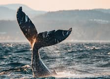 Half Day Whale Watching Tour from Vancouver