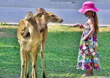Tickets to Khao Kheow Open Zoo