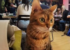 Cat Museum Budapest: Guided Acrylic Painting Workshop