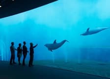 Aquarium of Genoa: Entry Ticket + Ice Cream Tasting