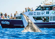From Hervey Bay: K'gari (Fraser Island) Whale Watching Cruise