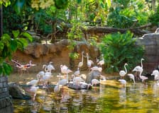 Bioparc Fuengirola Tickets