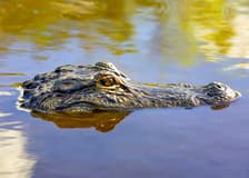Everglades National Park: Airboat Tour with Reptile Exhibit