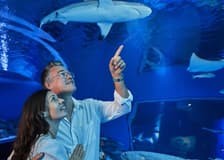 Cairns Aquarium: Night Entry + 2-Course Dinner