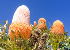 10-Hour Guided Tour of Australia's Pinnacles with Lunch & Round-Trip Hotel Transfers