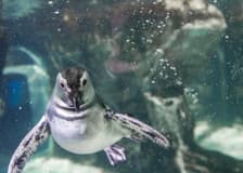 Aquarium of Genoa: Fast Track Ticket + Impossible Museum