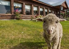 Estancia 25 de Mayo: Guided Tour + Dinner + Roundtrip Transfer from El Calafate