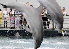 Aquarium of Genoa: Entry Ticket + Lunch or Breakfast