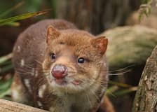 Bonorong Wildlife Sanctuary: Entry Ticket