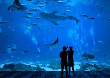 Okinawa Churaumi Aquarium: Entry Ticket