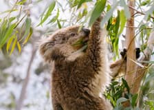 From Melbourne: Half/Full-Day Phillip Island Day Trip with Penguin Parade