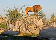 Bioparc Valencia Tickets