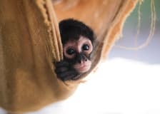 Akumal Monkey Sanctuary & Rescued Animals: Guided Tour