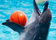 Dubai Dolphinarium: Dolphin and Seal Show