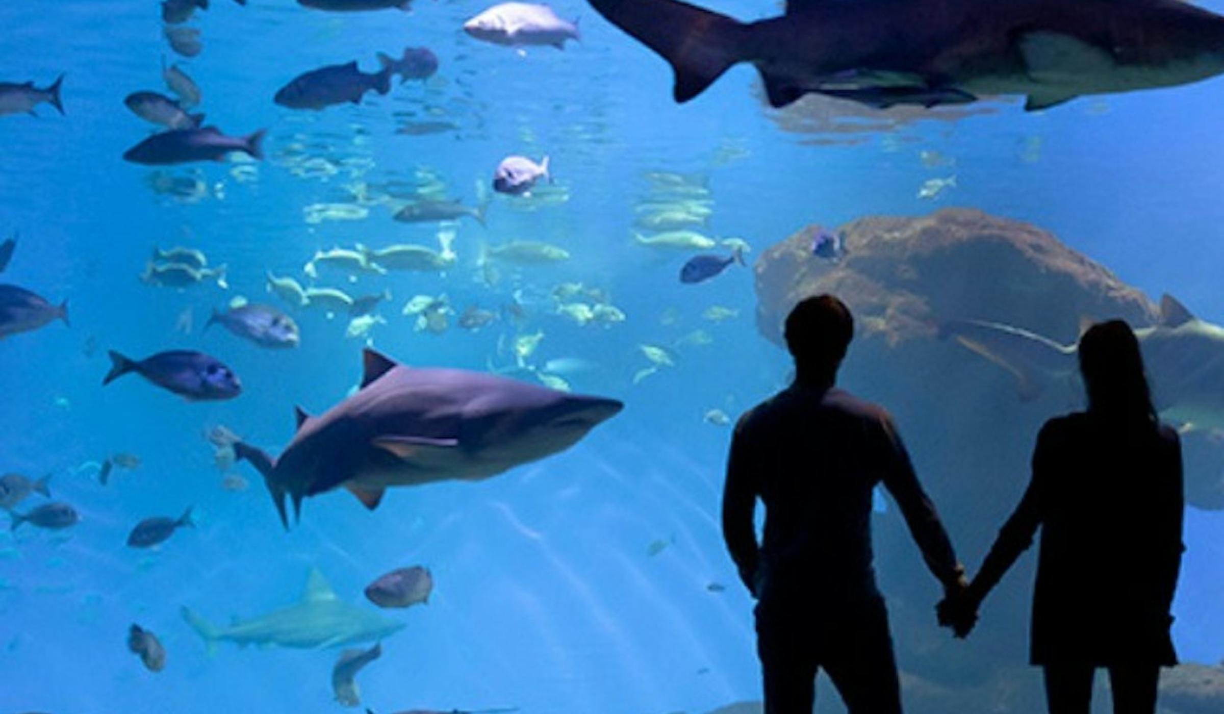 Palma Aquarium