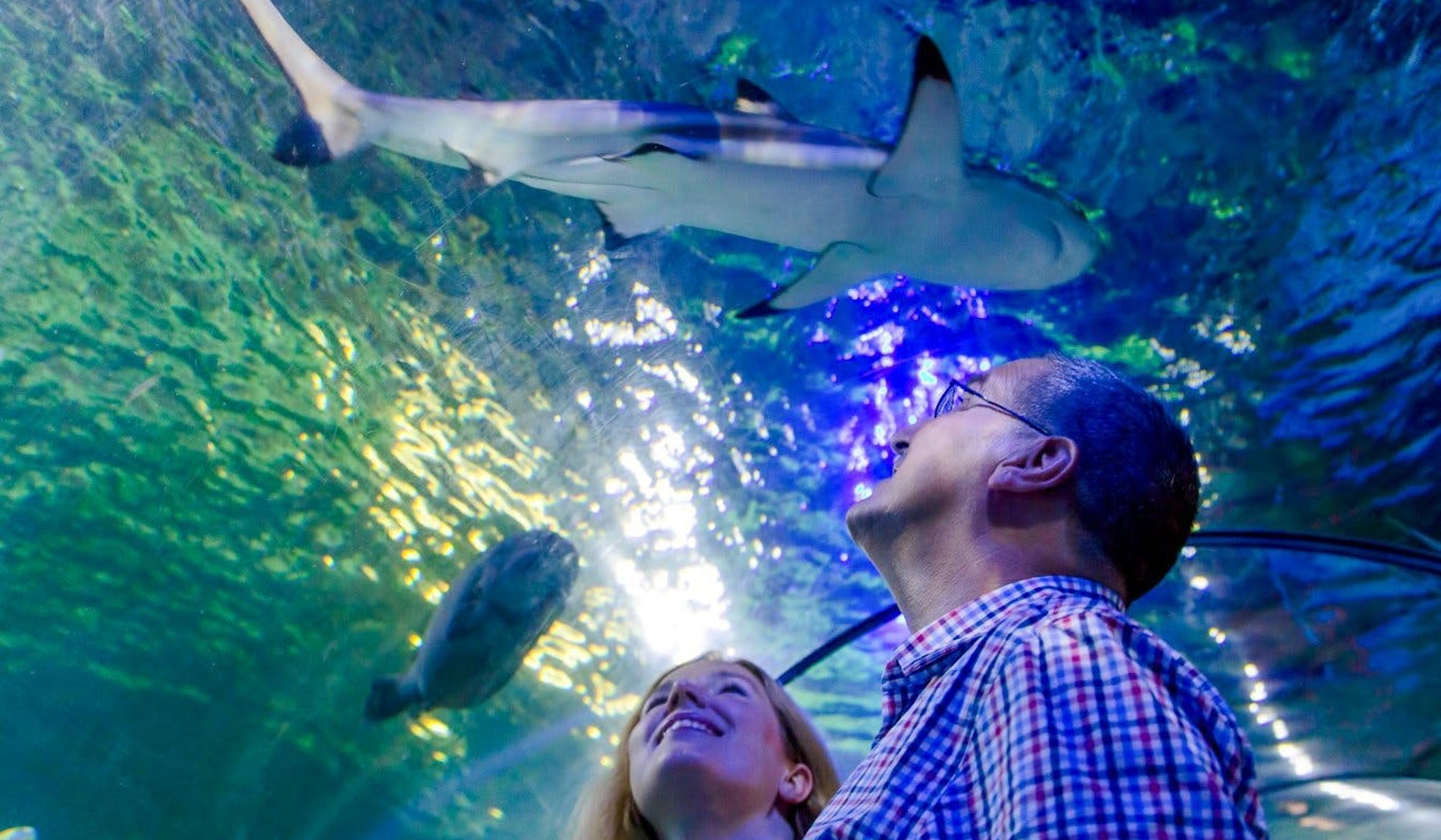 SEA LIFE Loch Lomond