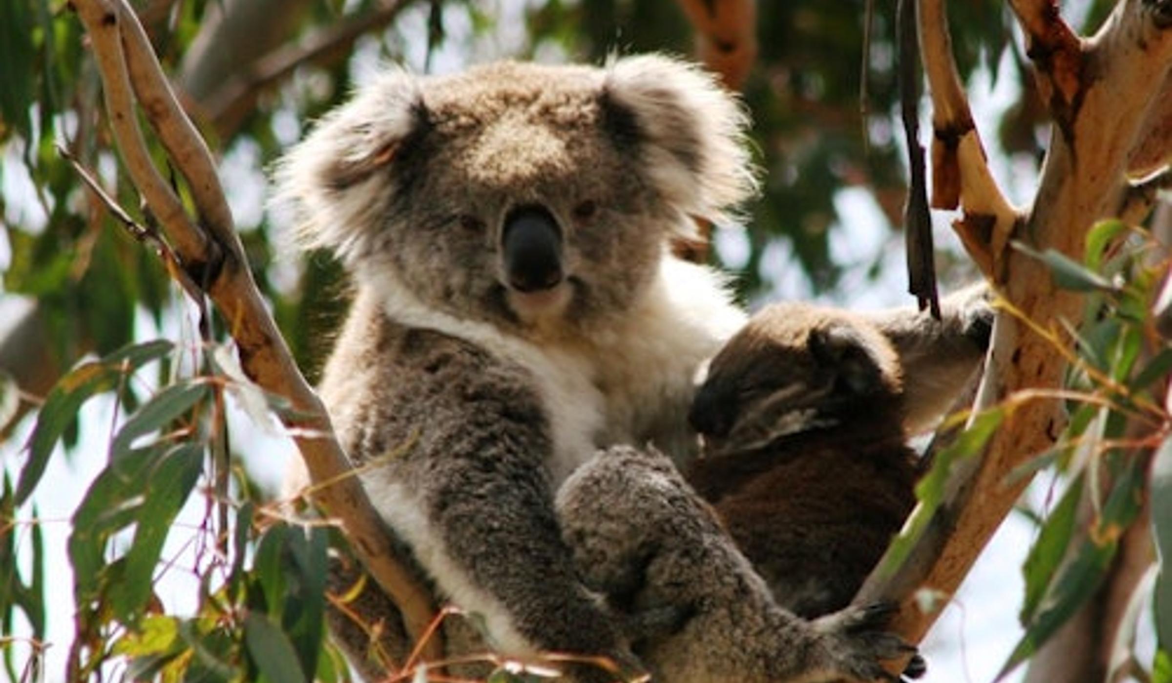 Phillip Island Nature Parks
