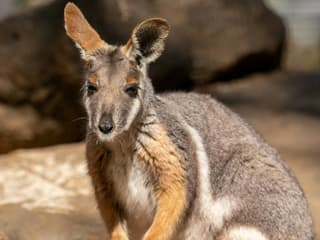 Featherdale Sydney Wildlife Park: Entry Ticket