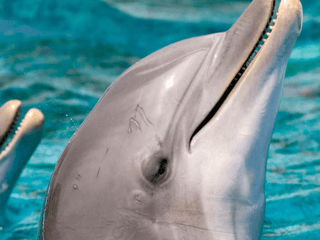 Tickets to Barcelona Zoo — gallery 3