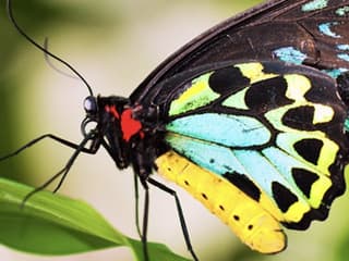 Grand Kuranda Day Tour & Transfer from Cairns — gallery 2