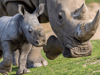 Bioparco - Zoo of Rome: Open Ticket — gallery 2