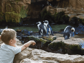 Bioparco - Zoo of Rome: Open Ticket — gallery 1
