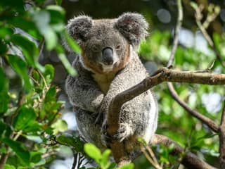 Featherdale Sydney Wildlife Park: Entry Ticket