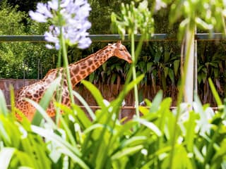 Jardim Zoológico Tickets