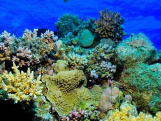 Hurghada: Guided Scuba Diving Experience + Roundtrip Transfer + Lunch — gallery 2