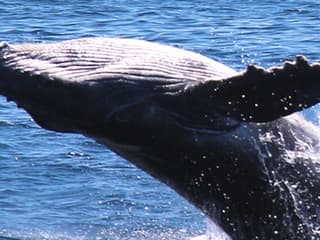 Whale Watching Cruise Gold Coast tickets, Main Beach, photo 3