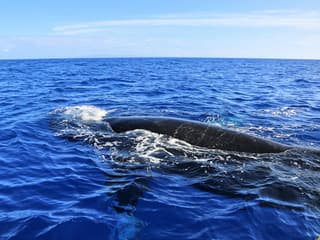 Small-Group Whale Watching Cruise from Maʻalaea Harbor