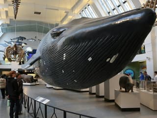 Natural History Museum London: Audio Guide App — gallery 1