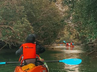 Guided Kayak Tour in the Mangroves
