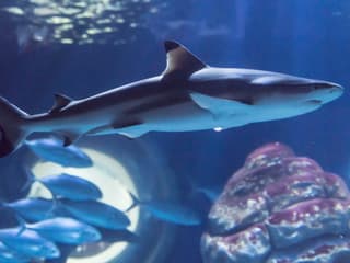 SEA LIFE Paris Aquarium