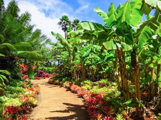 Haleiwa & Dole Plantation Express Half-Day Tour — gallery 3
