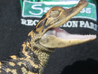 Fort Lauderdale: Florida Everglades Adventure Package