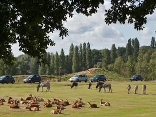 Safari Thoiry: Entry Ticket