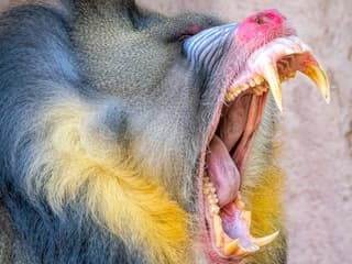 Phoenix Zoo: Entry Ticket — gallery 3